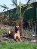 Malinois Foto: Kerou ( Bellyeu) (ID 44207) Malinois Hund