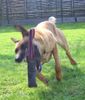 Malinois Foto: Kerou ( Bellyeu) (ID 44211) Malinois Hund
