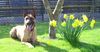 Malinois Foto: Kerou ( Bellyeu) (ID 44204) Malinois Hund