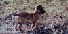Malinois Foto: Kerou ( Bellyeu) (ID 44574) Malinois Hund