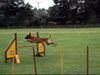 Malinois Foto: Kerou ( Bellyeu) (ID 44974) Malinois Hund