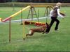 Malinois Foto: Kerou ( Bellyeu) (ID 44975) Malinois Hund