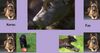 Malinois Foto: Kerou und Fay (ID 44244) Malinois Hund