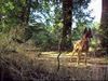 Malinois Foto: Kerou ( Bellyeu) (ID 44972) Malinois Hund