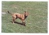 Malinois Foto: mein Ball (ID 4229) Malinois Hund