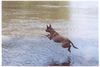 Malinois Foto: fliiiieg (ID 4230) Malinois Hund