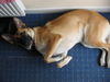Malinois Foto: Mein Traumhund (ID 31516) Malinois Hund