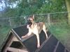 Malinois Foto: Das ist der dussel kira ... (ID 16347) Malinois Hund