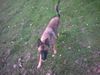 Malinois Foto: kira am spielen... (ID 16348) Malinois Hund