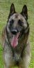 Malinois Foto: Quivive vom Schwarzen Ulan (ID 5014) Malinois Hund
