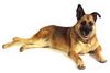 Malinois Foto: Laika mit 13 Jahren bei einem Fotoshooting als Geschenk für ihr Frauchen zum Geburtstag. (ID 12236) Malinois Hund