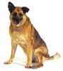 Malinois Foto: Laika mit 13 Jahren bei einem Fotoshooting als Geschenk für ihr Frauchen zum Geburtstag. (ID 12237) Malinois Hund