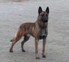 Malinois Foto: Lavignac van de Vroomshoeve (ID 28684) Malinois Hund