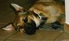Malinois Foto: Luke (ID 40280) Malinois Hund