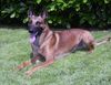 Malinois Foto (ID 12977) Malinois Hund