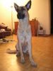 Malinois Foto: Ich bin 16 Monate alt und schon riisig (ID 28810) Malinois Hund