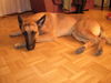Malinois Foto: Naa?? Bin Ich nicht schöhn?! (ID 28811) Malinois Hund