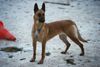 Malinois Foto: Belle von Löwenfels, Zuchthündin der Zuchtstätte (ID 5257) Malinois Hund