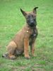 Malinois Foto (ID 16350) Malinois Hund