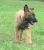 Malinois Foto (ID 16351) Malinois Hund