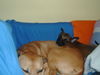 Malinois Foto: Mali auf Pitbull (ID 32599) Malinois Hund