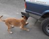 Malinois Hund