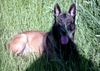 Malinois Foto: Nando de Virlevent (ID 5469) Malinois Hund