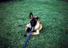 Malinois Foto: Nando im Alter von 10 Wochen (ID 5470) Malinois Hund