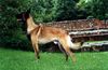 Malinois Foto: Nando mit 18 Mon. (ID 5472) Malinois Hund