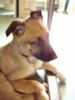Malinois Foto: nelly (ID 20134) Malinois Hund