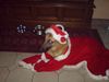 Malinois Foto: Ich wünsche euch gesegnete Weihnachten (ID 43236) Malinois Hund