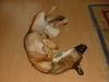 Malinois Foto: zZzZZ (ID 30930) Malinois Hund
