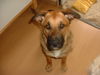 Malinois Foto: Hallo.. =) (ID 30931) Malinois Hund