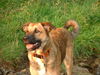 Malinois Foto: Cool Wasser.. (ID 30932) Malinois Hund