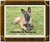 Malinois Foto (ID 7165) Malinois Hund