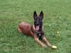 Malinois Foto: Mira (ID 23475) Malinois Hund