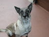 Malinois Foto: Kobra le Bosseur (ID 33589) Malinois Hund