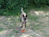 Malinois Foto: Kobra le Bosseur (ID 33547) Malinois Hund