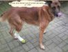 Malinois Foto: Das kommt davon... (ID 46239) Malinois Hund