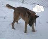 Malinois Foto: Nero im Schnee (ID 45488) Malinois Hund