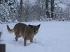 Malinois Foto: Nero Januar 2010 (ID 45542) Malinois Hund