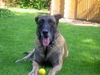Malinois Foto (ID 42617) Malinois Hund
