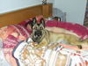 Malinois Foto: Angie hält mein bett warm (ID 31735) Malinois Hund