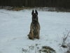 Malinois Foto: Meine Angie liebt den Schnee wie alle Malis und stundenlanges toben im Schnee sowieso! (ID 40709) Malinois Hund