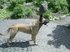 Malinois Foto: Hier lässt sie sich endlich mal stehend fotografieren (ID 31734) Malinois Hund