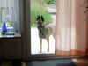 Malinois Foto: Sie beobachtet alles und lässt mich nicht aus ihren Augen! Ich liebe diesen hund über alles. (ID 40585) Malinois Hund
