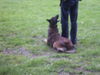 Malinois Foto: schon (ID 39230) Malinois Hund
