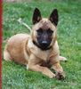 Malinois Foto: Reggi v.d.Waldfeenhöhe, 4 Monate alt (ID 5236) Malinois Hund