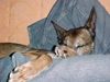 Malinois Foto: Schnarch... (ID 9279) Malinois Hund