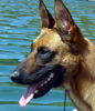 Malinois Foto: Kerou (ID 41963) Malinois Hund
